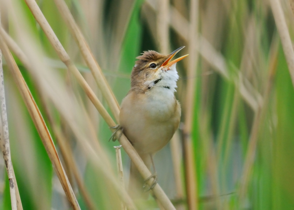 View: BTO Songbird ID Practice